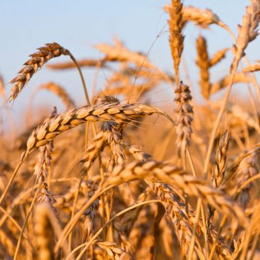 Preparación Arroz Integral