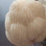 Melena de León (Hericium Erinaceus)