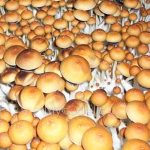 pes-hawaiian-psilocybe-cubensis-2