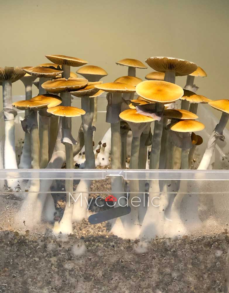 pes-hawaiian-psilocybe-cubensis-2
