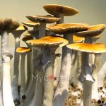 pes-hawaiian-psilocybe-cubensis-2