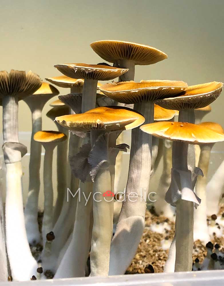 pes-hawaiian-psilocybe-cubensis-3