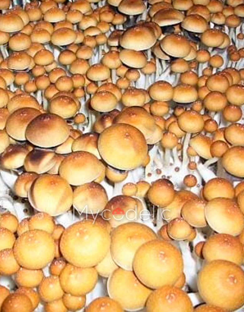 pes-hawaiian-psilocybe-cubensis