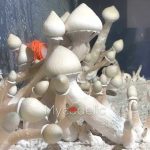 Albino A+ - Jeringa de Esporas 10ml