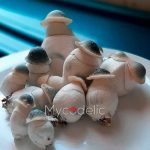 psilocybe-cubensis-albino-penis-envy2