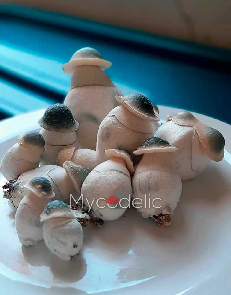 psilocybe-cubensis-albino-penis-envy