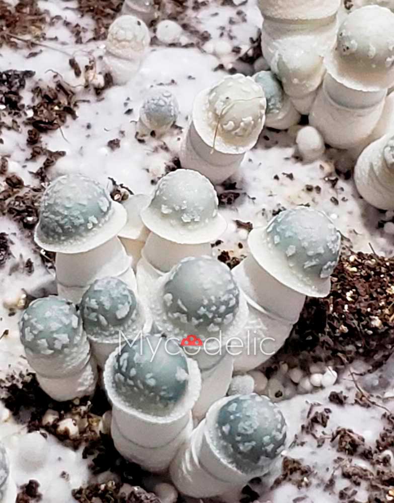 psilocybe-cubensis-albino-penis-envy2