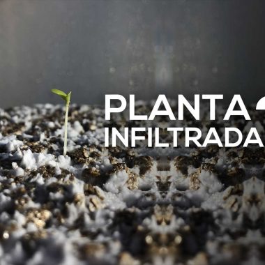 Psilocibina vs. Psilocina: Diferencias