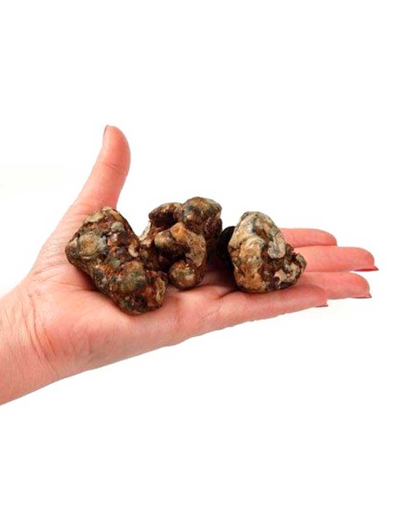 psilocybe-atlantis-trufas-2