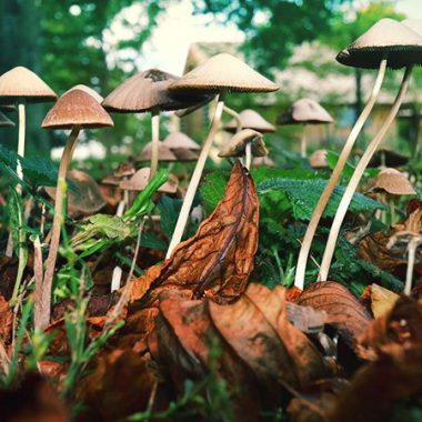 Te salió una planta en tu cultivo de Hongos?