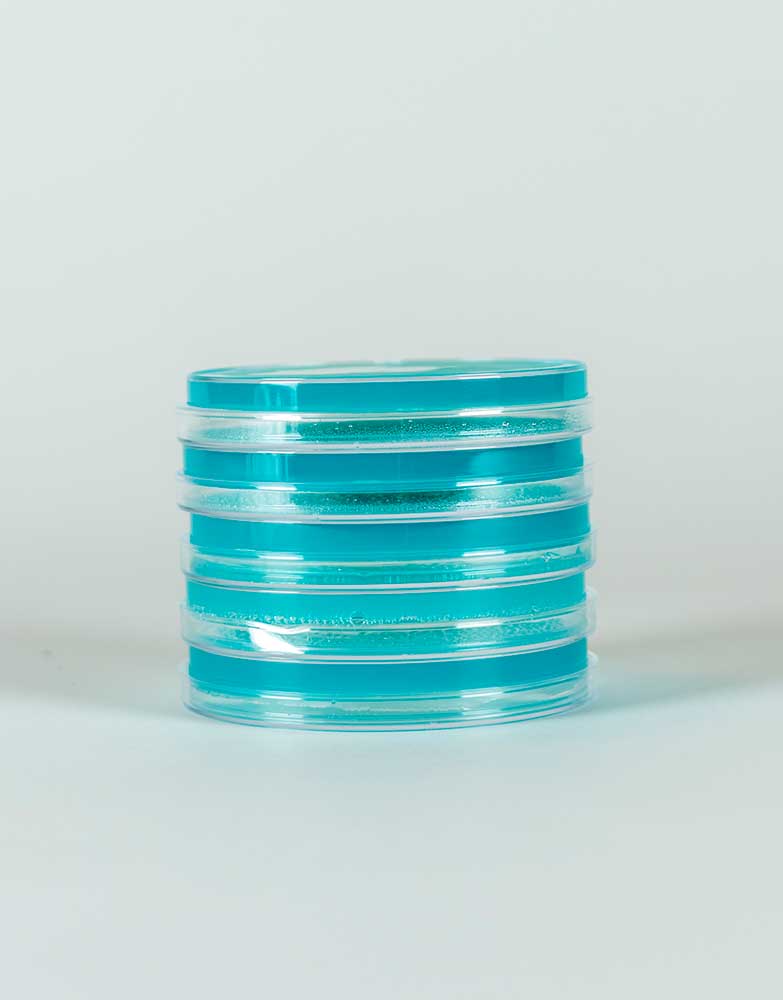 placa-petri-con-pda-2