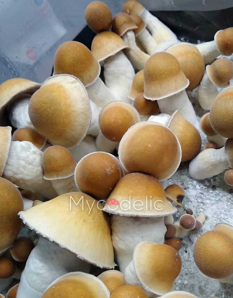 penis-envy-psilocybe-cubensis
