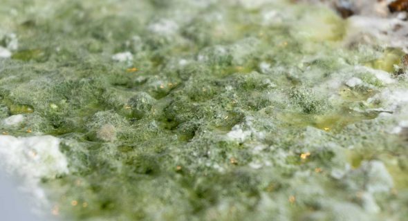 Trichoderma en Cultivo de Hongos