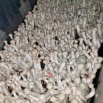 true-albino-teacher-psilocybe-cubensis-2