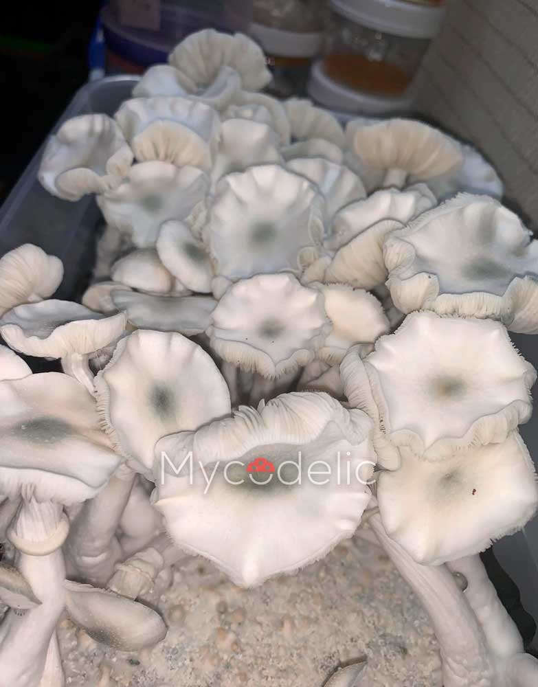 true-albino-teacher-psilocybe-cubensis-2