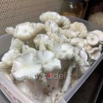 true-albino-teacher-psilocybe-cubensis-2