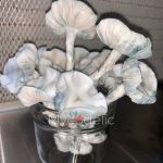 true-albino-teacher-psilocybe-cubensis-2