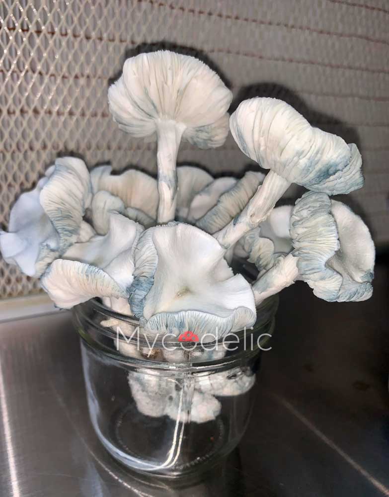 true-albino-teacher-psilocybe-cubensis-4