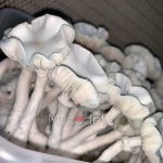 true-albino-teacher-psilocybe-cubensis-2