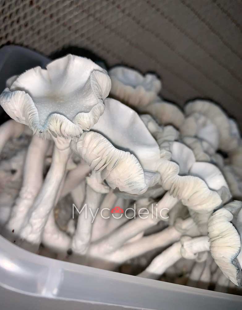 true-albino-teacher-psilocybe-cubensis-5