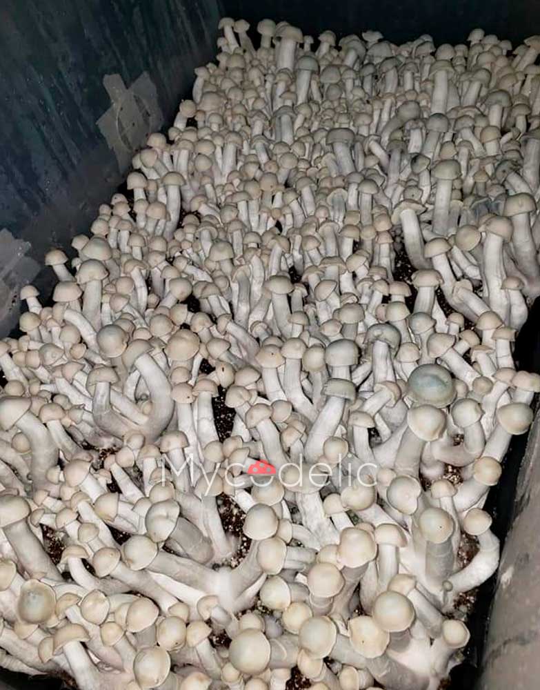 true-albino-teacher-psilocybe-cubensis