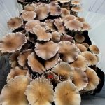 Full Moon Party - Jeringa de Esporas 10ml