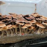 psilocybe-cubensis-full-moon-party