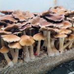 psilocybe-cubensis-full-moon-party