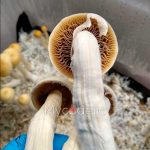 Golde Halo - Jeringa de Esporas 10ml