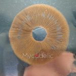 golden-halo-psilocybe-cubensis