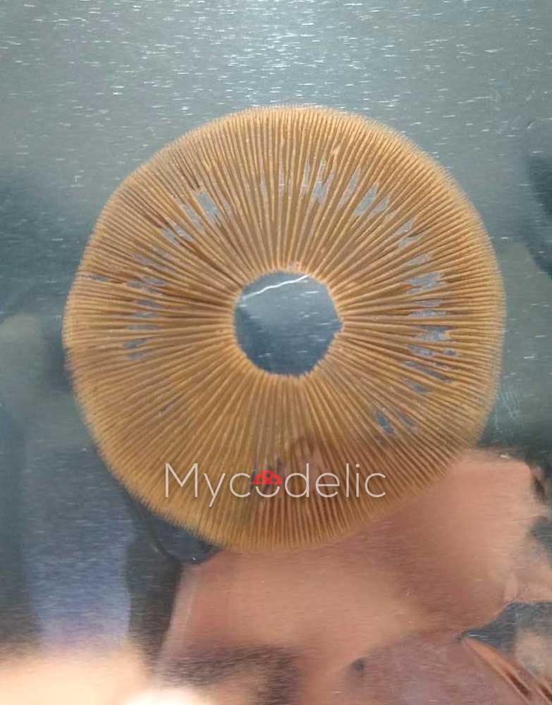 golden-halo-psilocybe-cubensis-2