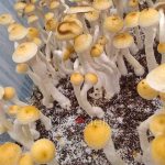 golden-halo-psilocybe-cubensis