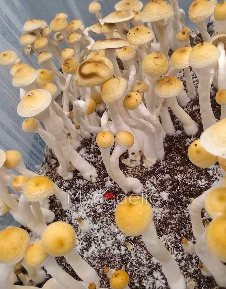 golden-halo-psilocybe-cubensis-3