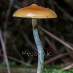 Psilocybe Azurescens - Jeringa de Esporas 10ml