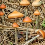 psilocybe-azurescens