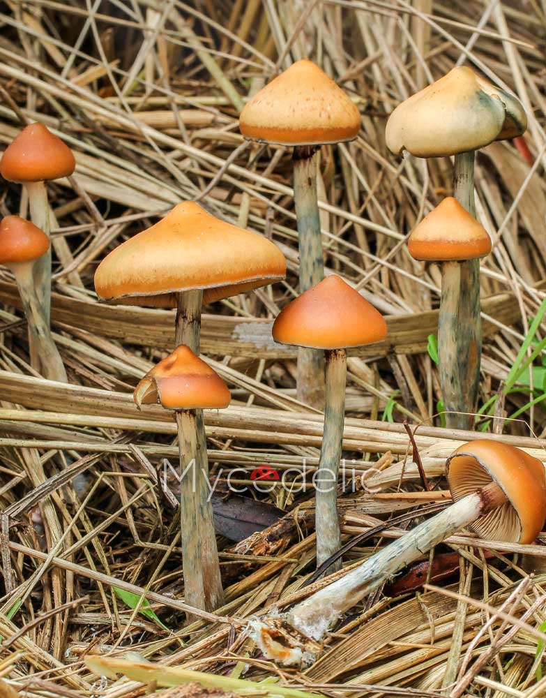 psilocybe-azurescens-2
