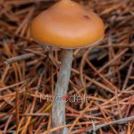 psilocybe-azurescens