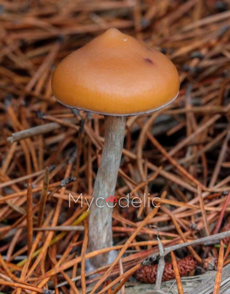 psilocybe-azurescens-3