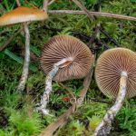 psilocybe-azurescens