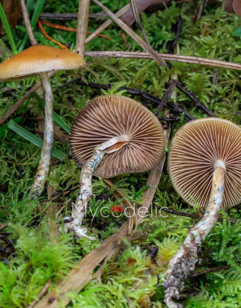 psilocybe-azurescens-4