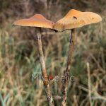 psilocybe-azurescens