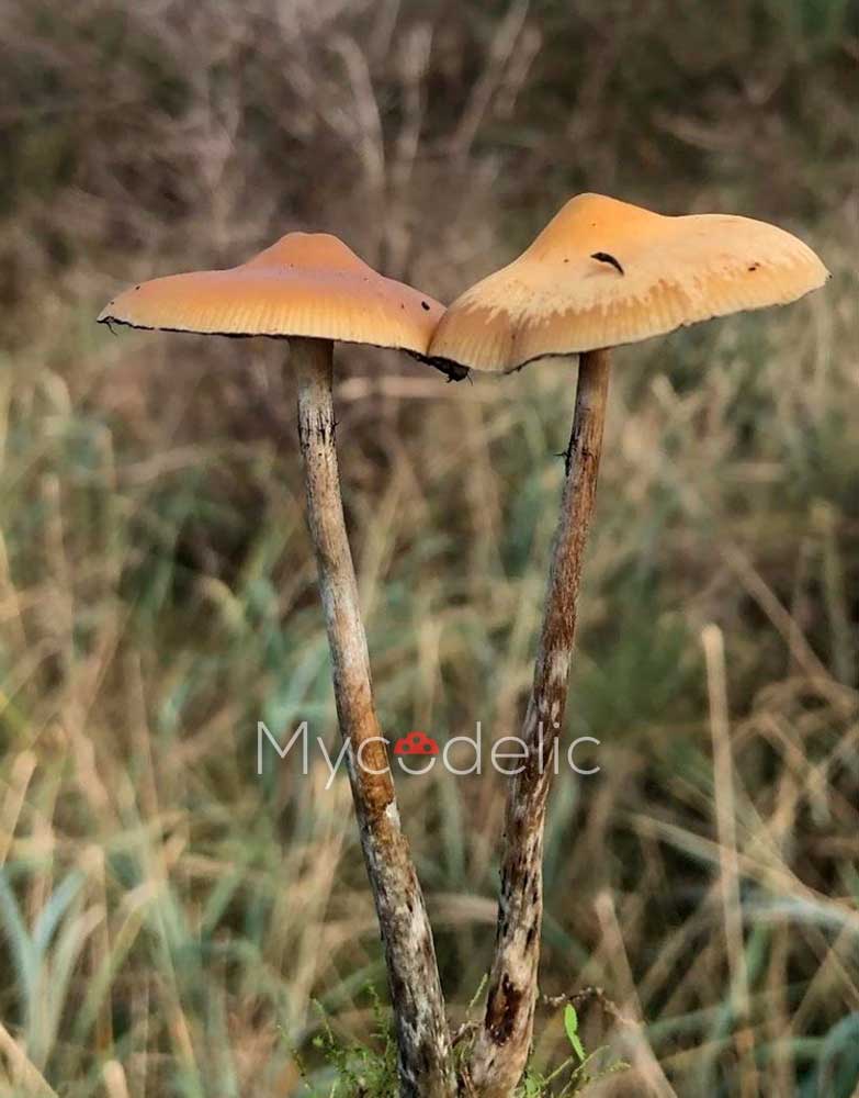 psilocybe-azurescens-5