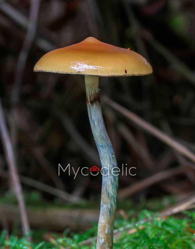 psilocybe-azurescens