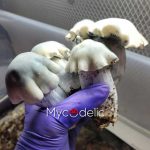 Albino Tidal Wave - Jeringa de Esporas 10ml