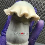 albino-tidal-wave-vial-esporas-10ml