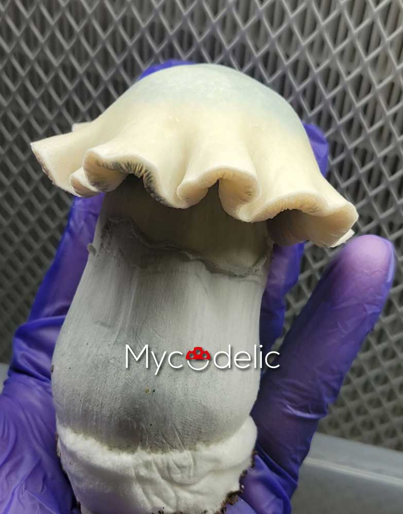 albino-tidal-wave-vial-esporas-10ml-2