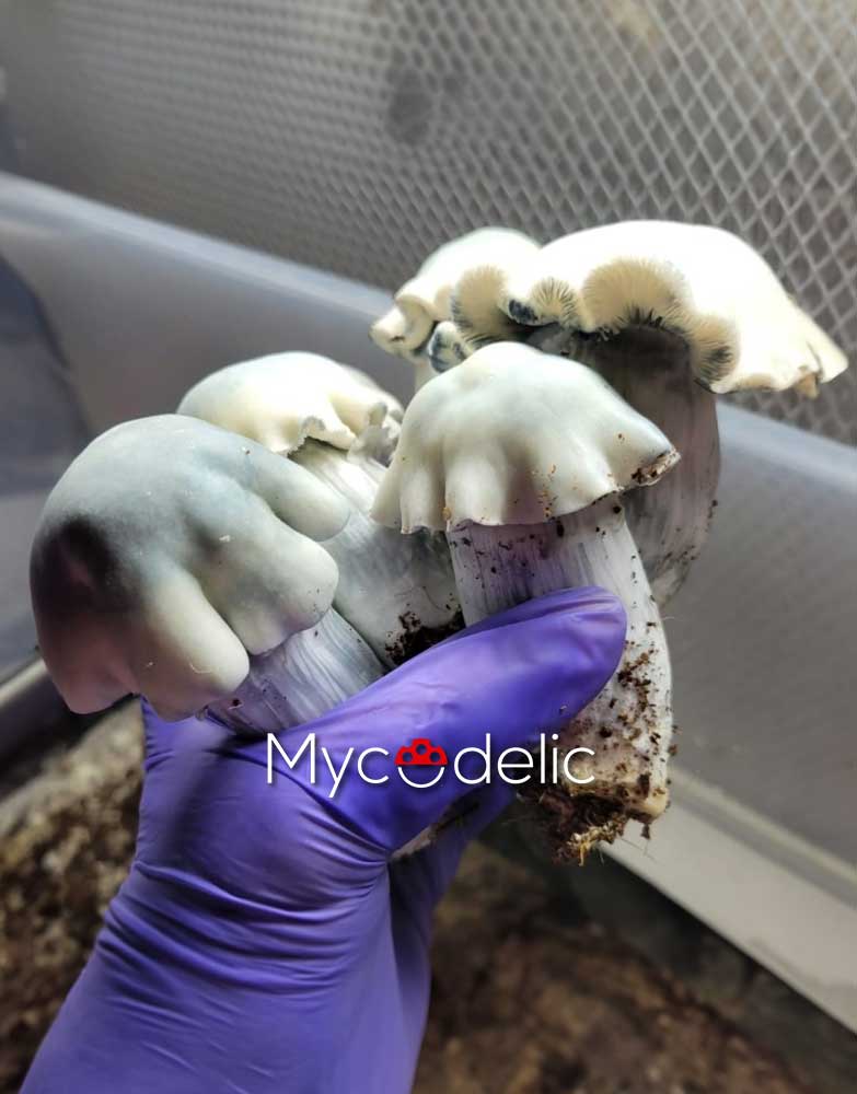 albino-tidal-wave-vial-esporas-10ml