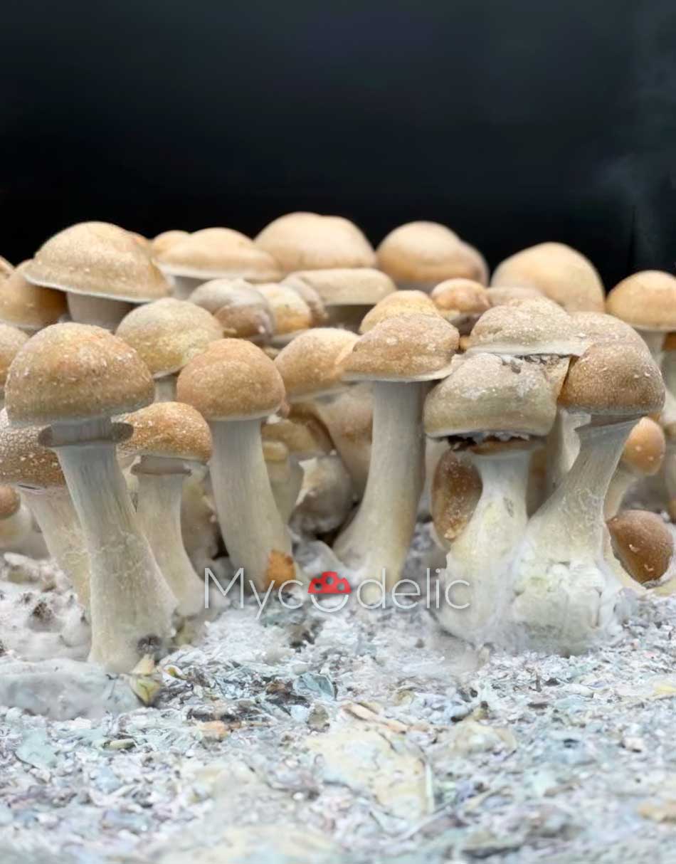 hillbilly-psilocybe-cubensis-2
