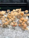 hillbilly-psilocybe-cubensis-2