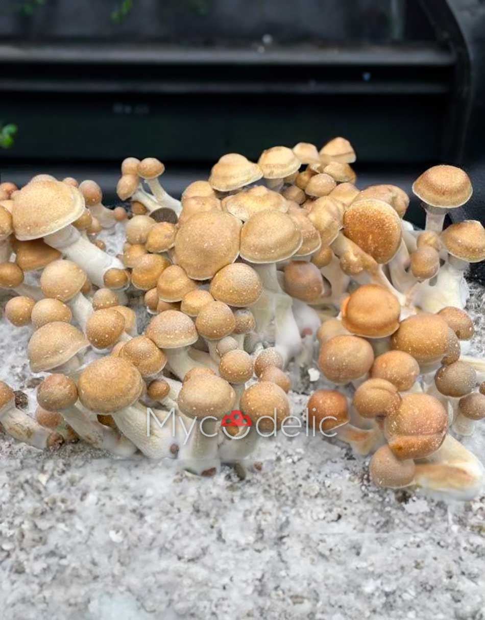 hillbilly-psilocybe-cubensis-3